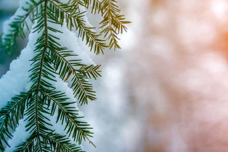 Pine tree branches with green needles covered with deep fresh clean snow on blurred blue outdoors copy space background. Merry Christmas and Happy New Year greeting postcard. Soft light effect.の写真素材
