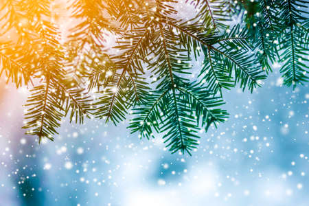 Pine tree branches with green needles covered with deep fresh clean snow on blurred blue outdoors copy space background. Merry Christmas and Happy New Year greeting postcard. Soft light effect.の写真素材