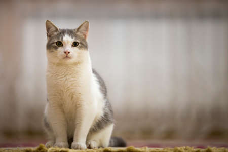 Portrait of nice white and gray cat with green eyes sitting outdoors looking straight upwards on blurred light sunny copy space background.の写真素材