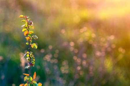 Close-up of lit by summer sun isolated fruit pear or apple tree brunch with spider thread on green leaves on soft blurred colorful copy space background. Agriculture, farming and rich harvest concept.の写真素材