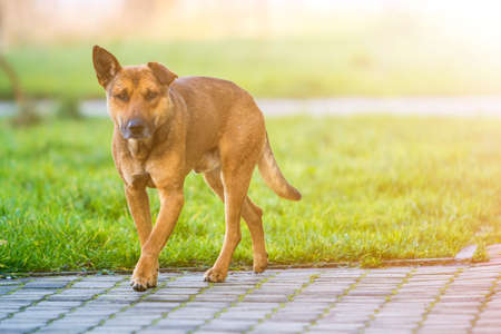 Big grown-up old smart stray yellow dog looking in camera standing alone on empty paved street on bright sunny blurred copy space background.の写真素材