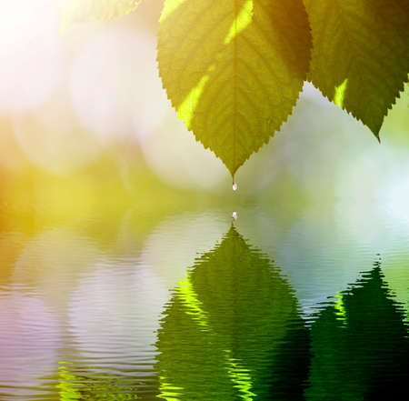 Close-up of fresh shiny cherry leaves lit by sun hanging like curtain above blurred mirror...