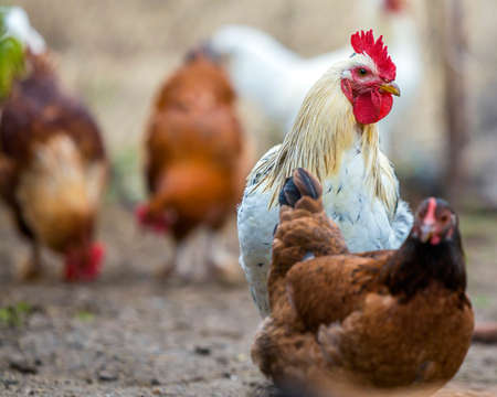 Group of grown healthy red and black hens and big white rooster outdoor walking feeding in poultry...