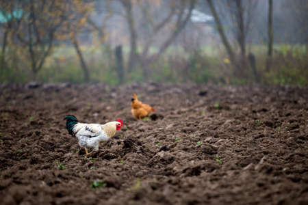 Big nice beautiful white and black rooster feeding outdoors in plowed meadow on bright sunny day on...