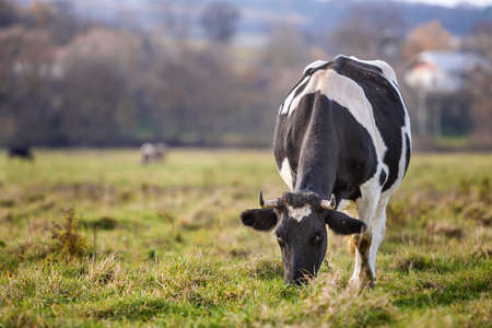 Nice healthy white and black cow with big udder grazing in green pasture field fresh grass on bright sunny day on blurred green trees background. Farming and agriculture conceptの写真素材