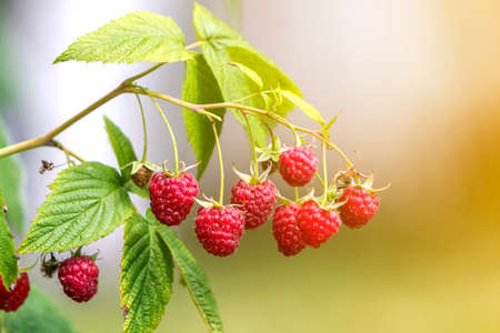 Close-up of isolated lit by summer sun growing branch of beautiful ripe red juicy raspberries with...