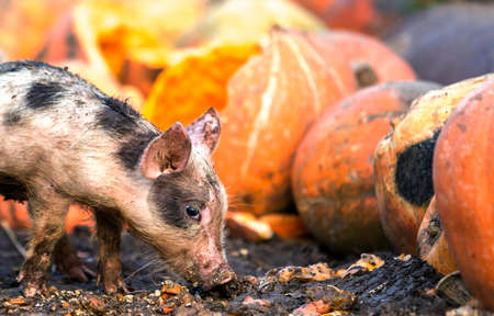 Small young funny dirty pink and black pig piglet feeding outdoors on sunny farmyard on background of pile of big pumpkins. Sow farming, natural food production.の写真素材