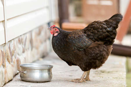 Big nice beautiful black hen drinking water from pan outdoors in yard on bright sunny summer day on blurred white house wall background. Farming of poultry, chicken meat and eggs production concept.の写真素材