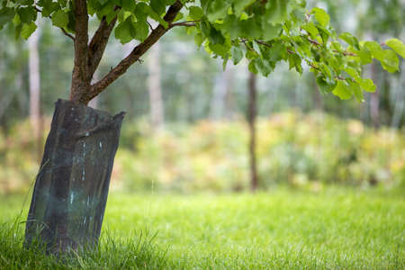 Young green fruit tree sapling trunk with black plastic protective hedge on bright sunny day on...