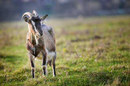 Nice white brown hairy bearded goat with long horns and beard on bright sunny warm summer day on blurred green grassy field background. Domestic animals farming concept.の写真素材