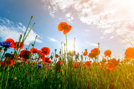 Fantastic view of wonderful poppy field in late may. Gorgeously blooming lit by summer sun red wild flowers against bright blue sky with puffy white clouds. Beauty and tenderness of nature concept.の写真素材