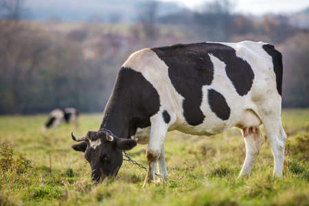 Nice healthy white and black cow with big udder grazing in green pasture field fresh grass on bright sunny day on blurred green trees background. Farming and agriculture conceptの写真素材