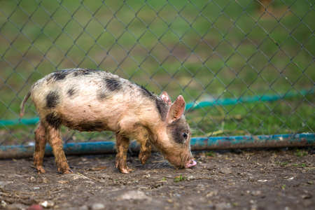 Small young funny dirty pink and black pig piglet standing outdoors on sunny farmyard. Sow farming, natural food production.の写真素材