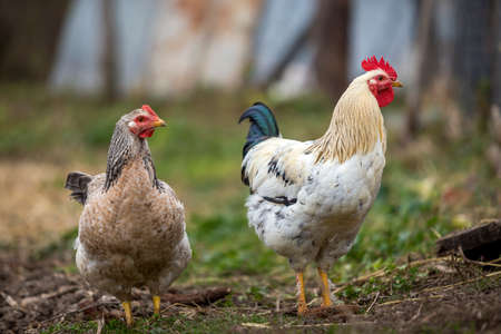 Big nice beautiful white and black rooster and hen feeding outdoors on bright sunny day on blurred...