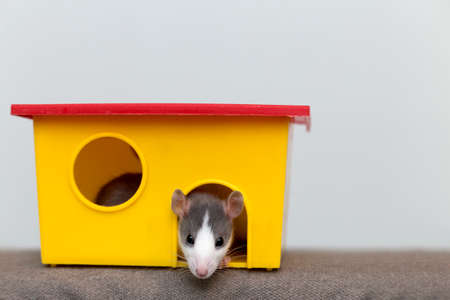Portrait head of white and gray tame mouse hamster with shiny eyes looking from bright yellow cage on light copy space background. Keeping pets at home, care and love to animals concept.の写真素材