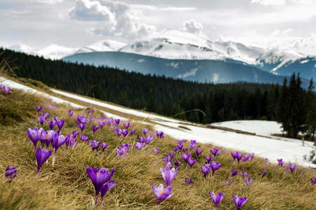 Close-up of beautiful first spring flowers, violet crocuses blooming in Carpathian mountains on bright spring morning on blurred sunny golden background. Protection of nature concept.の写真素材