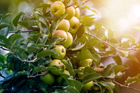 Close-up bunch of beautiful green apples with drops of dew hanging ripening on apple tree branch with green leaves lit by bright summer sun on blurred bokeh blue background. Agriculture concept.の写真素材