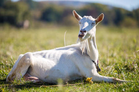 Portrait of white goat with beard on blurred bokeh background. Farming of useful animals concept.