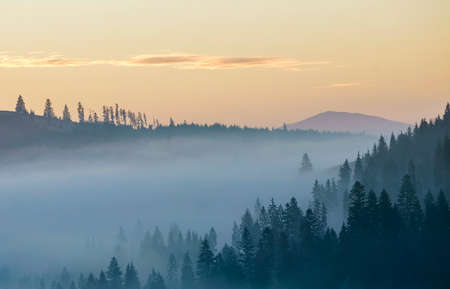 Summer mountain landscape. Morning fog over blue mountain hills covered with dense misty spruce forest on bright pink sky at sunrise copy space background.の写真素材