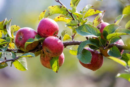 Big nice apples ripening on apple tree in sunny orchard garden on blurred green background.の写真素材