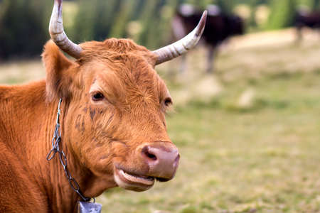 Big brown cow head portrait close-up on green sunny pasture field bright blurred background. Farming...