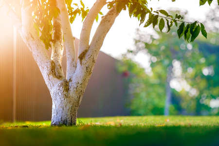 Whitewashed bark of tree growing in sunny orchard garden on blurred green copy space background.