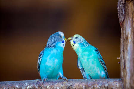 Small bright blue parrots birds sitting on tree branch on blurred copy space background. Keeping...