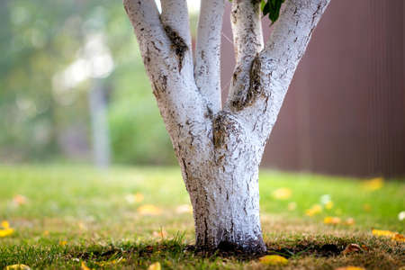 Whitewashed bark of tree growing in sunny orchard garden on blurred green copy space background.