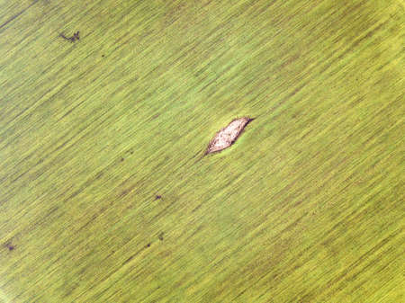 Agricultural landscape, top view. Sunny green wheat field, drone photography, copy space background.