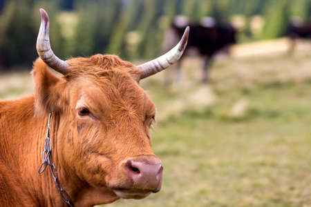 Big brown cow head portrait close-up on green sunny pasture field bright blurred background. Farming and agriculture, milk production concept.の写真素材