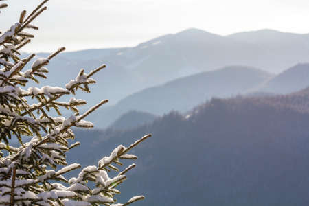 Close-up shot of pine tree branche with green needles covered with deep fresh clean snow on blurred blue outdoors   . Merry Christmas and Happy New Year greeting postcard.の写真素材