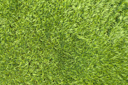 Aerial top view of green wheat field.