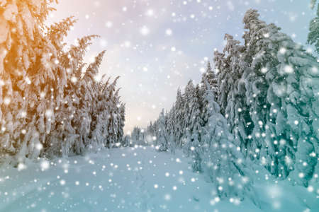 Beautiful winter landscape. Dense mountain forest with tall dark green spruce trees, path in white...