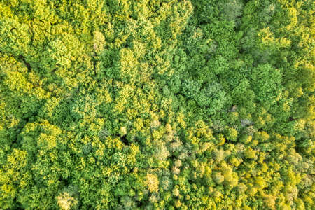 Top view of green forest on sunny spring or summer day. Drone photography, abstract background.の写真素材