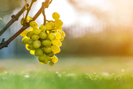 Close-up of vine branch with green leaves and isolated golden yellow ripe grape cluster lit by bright sun on blurred colorful bokeh copy space background. Agriculture, gardening and wine making.の写真素材