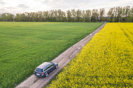 Aerial view of car driving by straight ground road through green fields with blooming rapeseed plants on sunny day. Drone photography.の写真素材