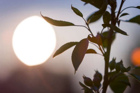 Dark green leaves of plant on copy space background of bright evening sky and big white sun.