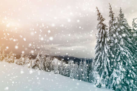 Beautiful winter mountain landscape. Tall dark green spruce trees covered with snow on mountain peaks and cloudy sky background.の写真素材