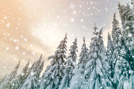 Beautiful winter mountain landscape. Tall spruce trees covered with snow in winter forest and cloudy...