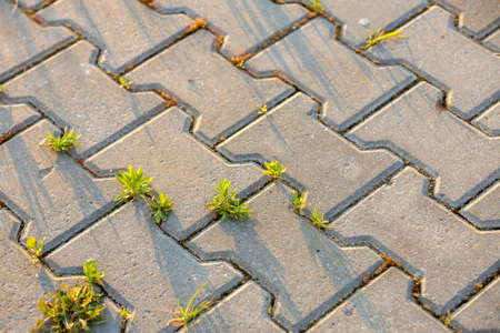 Weed plants growing between concrete pavement bricks.