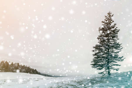 Winter landscape. Tall pine tree alone on mountain slope on cold sunny day on copy space background...