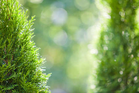 Closeup of green christmas leaves of thuja tree on green bokeh background. Twig of occidentalis  evergreen coniferous bush, also known as Chinese thuja.の写真素材