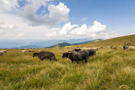 Herd of farm sheep grazing on green mountain pasture.の写真素材