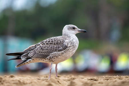 White and gray seagull bird on sand beach shore.の写真素材