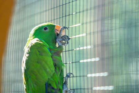 Colorful parrot in a cage at a zoo.