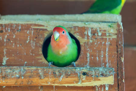 Colorful parrot in a cage at a zoo.