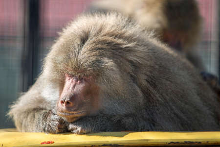 Baboon monkeys in a zoo on sunny day.の写真素材