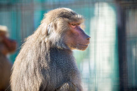Baboon monkeys in a zoo on sunny day.の写真素材