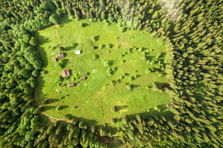 Aerial view of green Carpathian mountains covered with evergreen spruce pine foreston summer sunny...