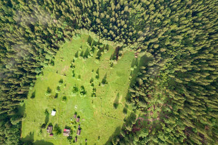 Aerial view of green Carpathian mountains covered with evergreen spruce pine foreston summer sunny day.の写真素材